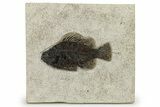 Fossil Fish (Cockerellites) - Wyoming #275188-1